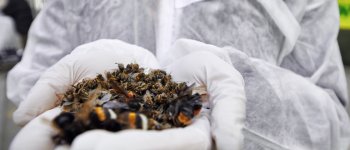Proteggere le api per salvare le colture agricole