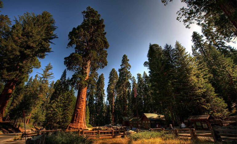 Viaggio tra i Giganti della West Coast