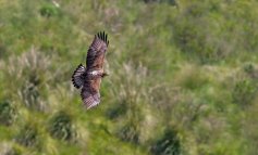 Sardegna, uccisa una rara Aquila del Bonelli