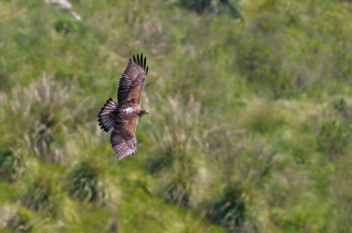 Sardegna, Uccisa Una Rara Aquila Del Bonelli - La Rivista Della Natura