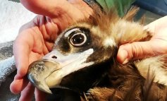 Avvoltoio monaco curato dal WWF torna a volare
