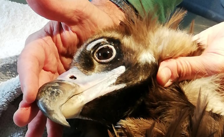 Avvoltoio monaco curato dal WWF torna a volare