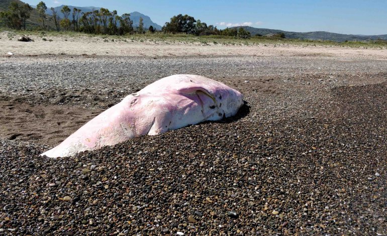 La plastica fa strage di cetacei
