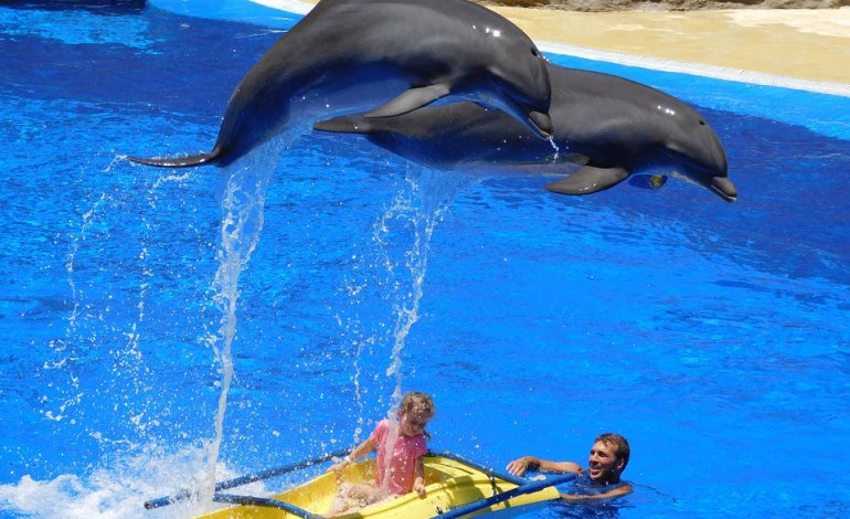 Sarà vietato nuotare nelle vasche con i delfini