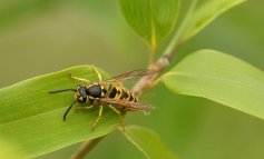 Guida agli insetti: riconoscere quali pungono e quali sono innocui