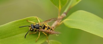 Guida agli insetti: riconoscere quali pungono e quali sono innocui