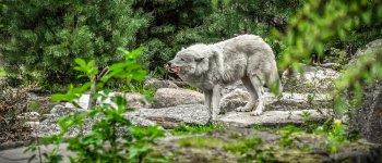 La caccia al lupo non riduce il rischio di bracconaggio