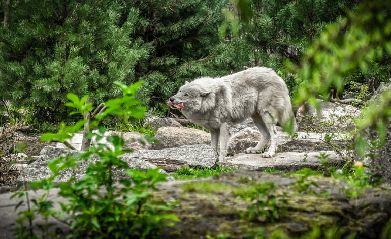 La caccia al lupo non riduce il rischio di bracconaggio