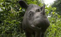 Morto Tam, l’ultimo rinoceronte di Sumatra