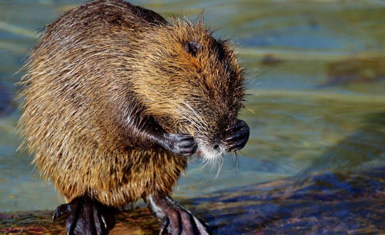 Sterilizzare le specie alloctone, sì della Commissione Europea
