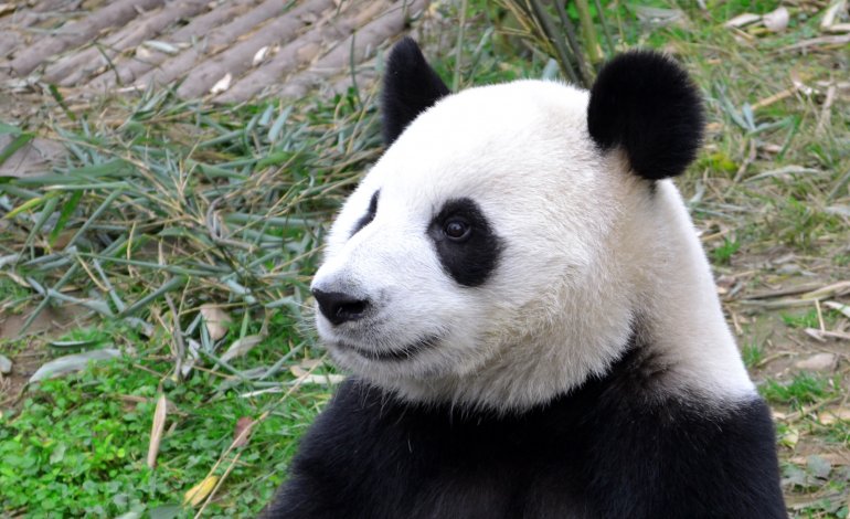 La Cina aprirà il primo parco nazionale di panda giganti