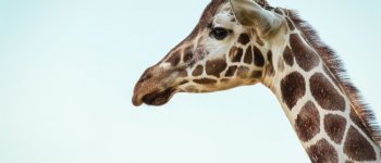 L’estinzione della giraffa prosegue in sordina