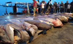 Pescati in Tunisia decine di squali prossimi alla minaccia