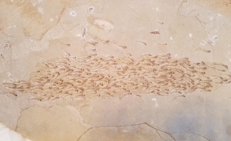 Il fossile che ci spiega il comportamento dei pesci
