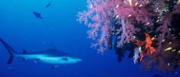 Gli ultimi squali d’Italia: immersione a Lampione
