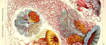 Ernst Haeckel, l’arte e l’albero della vita