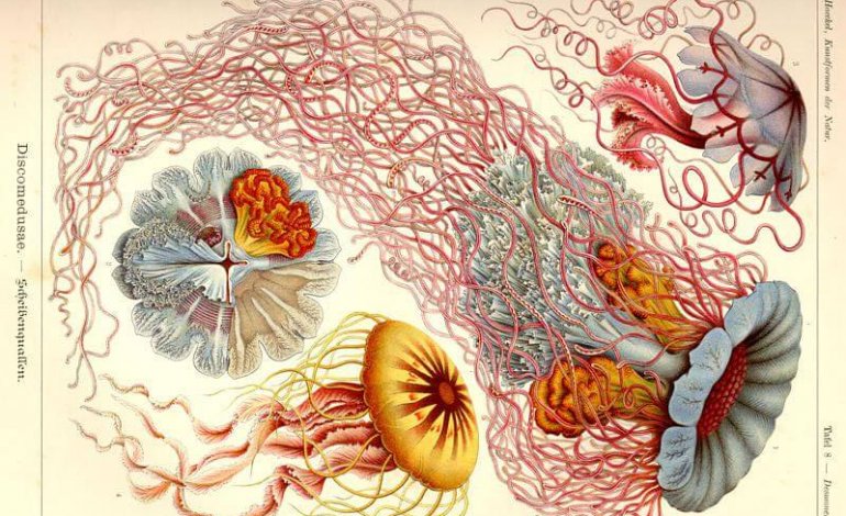 Ernst Haeckel, l’arte e l’albero della vita