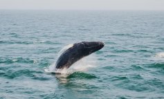 Dopo 31 anni di moratoria riapre la caccia alla balene