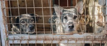 Basta carne di cane: la svolta in Indonesia