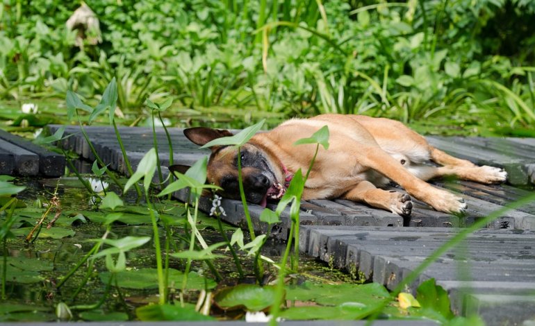 Il colpo di calore nel cane: cosa fare e cosa no