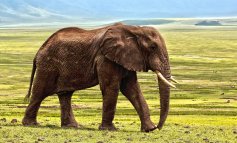Elefante venduto a un cacciatore