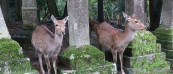 La plastica uccide i cervi sacri di Nara