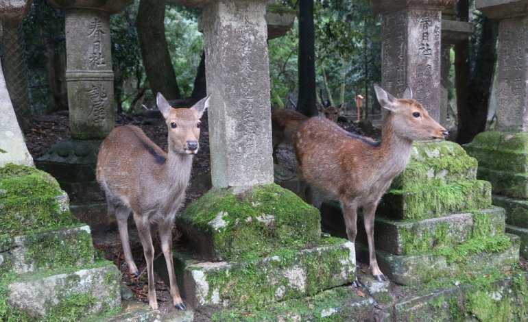 La plastica uccide i cervi sacri di Nara