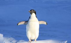 Pinguino di Adelia: con l’età migliorano le sue performance di genitore