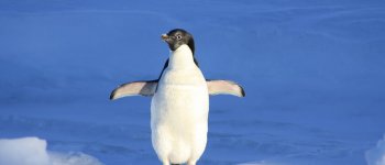 Pinguino di Adelia: con l’età migliorano le sue performance di genitore