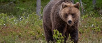 Sparate a M49: in Trentino è caccia all’orso