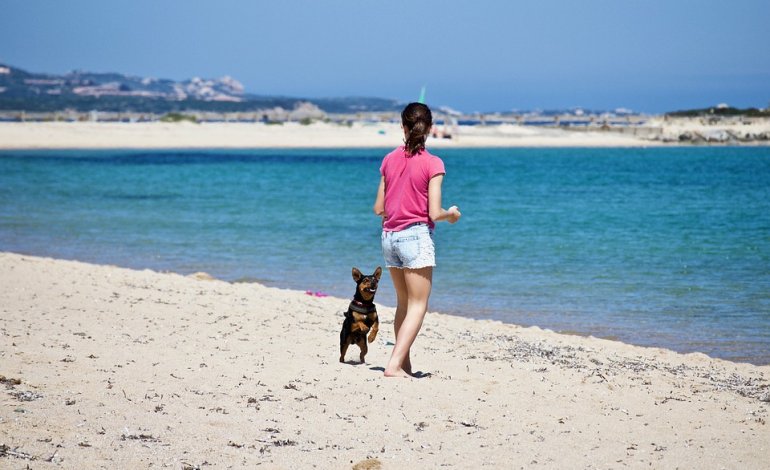 Cane in spiaggia: cosa dice la legge