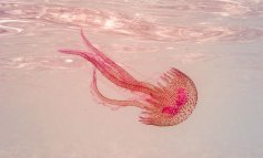 I tipi di meduse più diffusi nel Mediterraneo