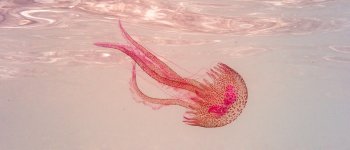 I tipi di meduse più diffusi nel Mediterraneo
