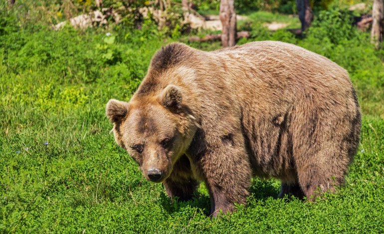 È morta Yoga, l’orsa di 30 anni