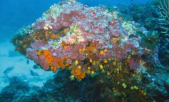 Il coralligeno: le scogliere coralline del Mediterraneo