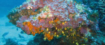 Il coralligeno: le scogliere coralline del Mediterraneo