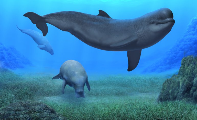 Gli antenati di beluga e narvalo vivevano nel caldo Mediterraneo