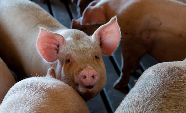 In Asia 5 milioni di maiali morti di peste suina