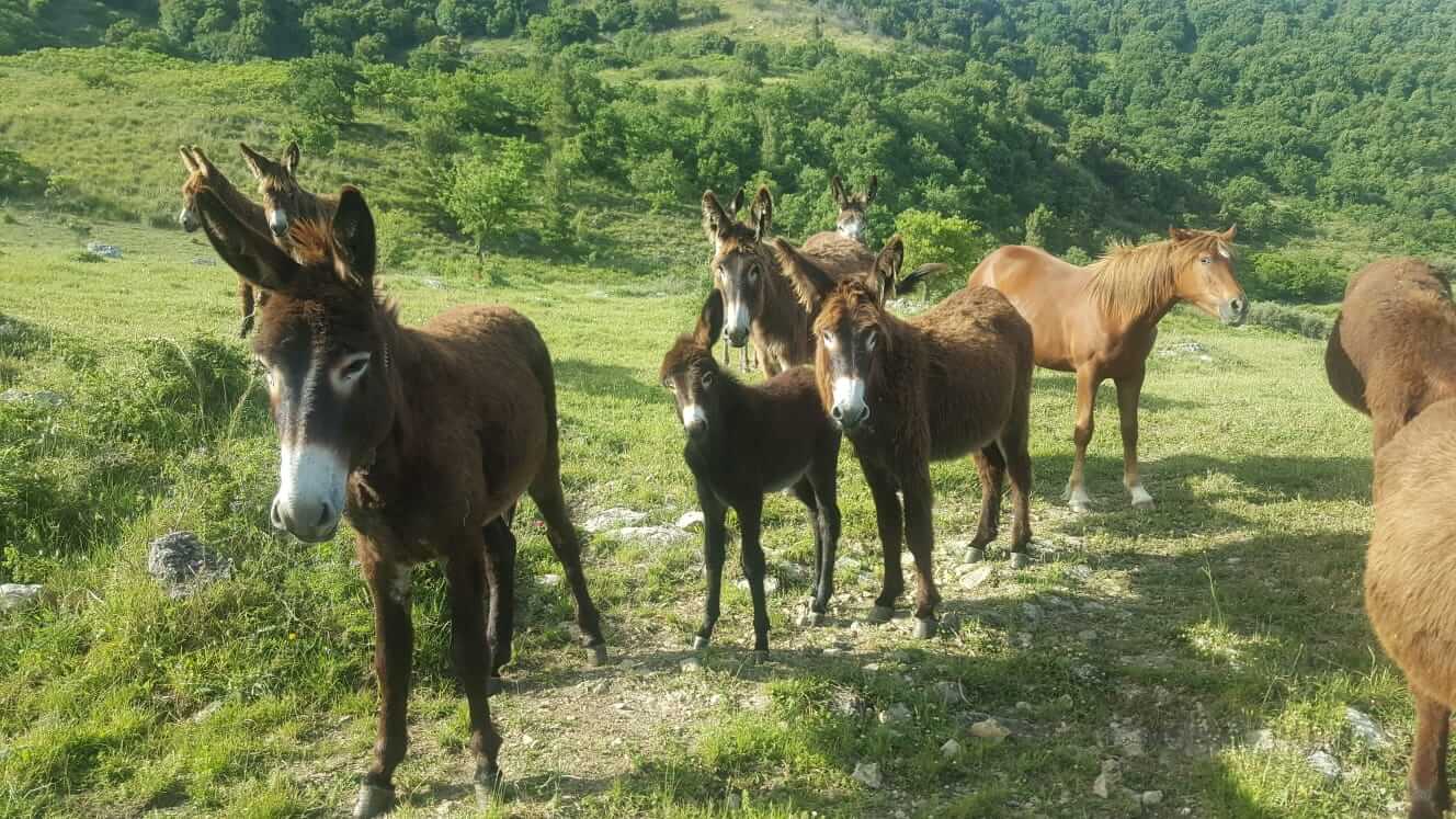 La Silenziosa Morte Del Parco Dei Monti Sicani