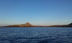Isole Egadi, il regno della foca monaca
