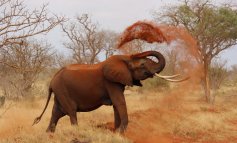 CITES, un passo avanti nella tutela degli elefanti