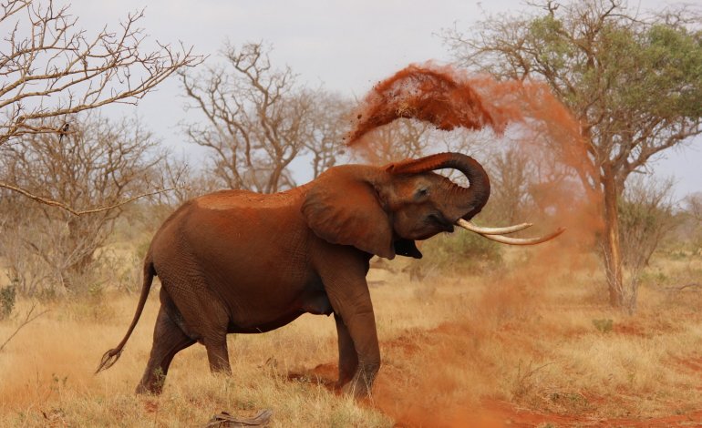 CITES, un passo avanti nella tutela degli elefanti