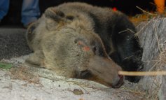 Tragedia in Molise: investito un orso marsicano