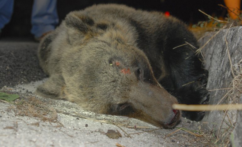 Tragedia in Molise: investito un orso marsicano