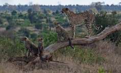 Un ghepardo come pet: così la specie rischia l’estinzione