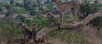 Un ghepardo come pet: così la specie rischia l’estinzione