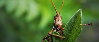 Sostenibili e nutrienti: gli insetti saranno il cibo del futuro