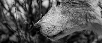 Old Wild Wolves: la storia evolutiva del lupi italiani