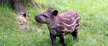 Una speranza dalla Colombia per tapiro e giaguaro