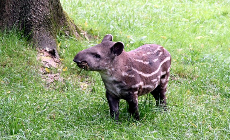 Una speranza dalla Colombia per tapiro e giaguaro